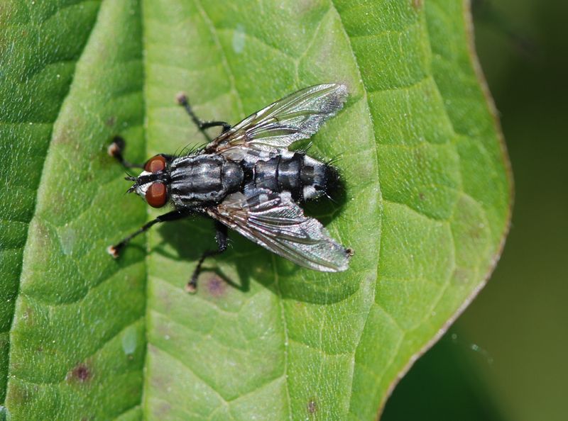 Muscidae Helina sp.